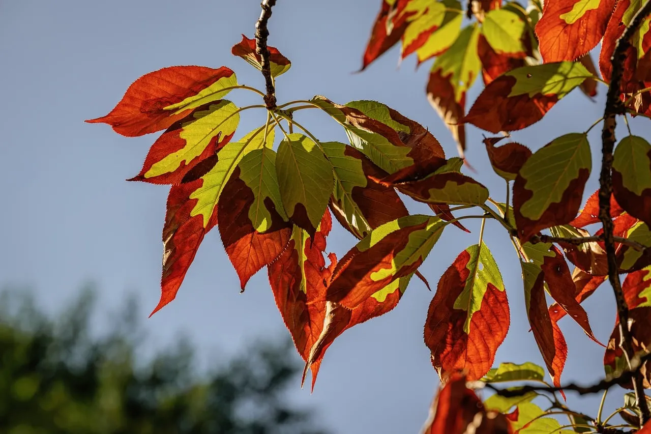 Vibrant Autumn Leaves: Nature's Fiery Transition