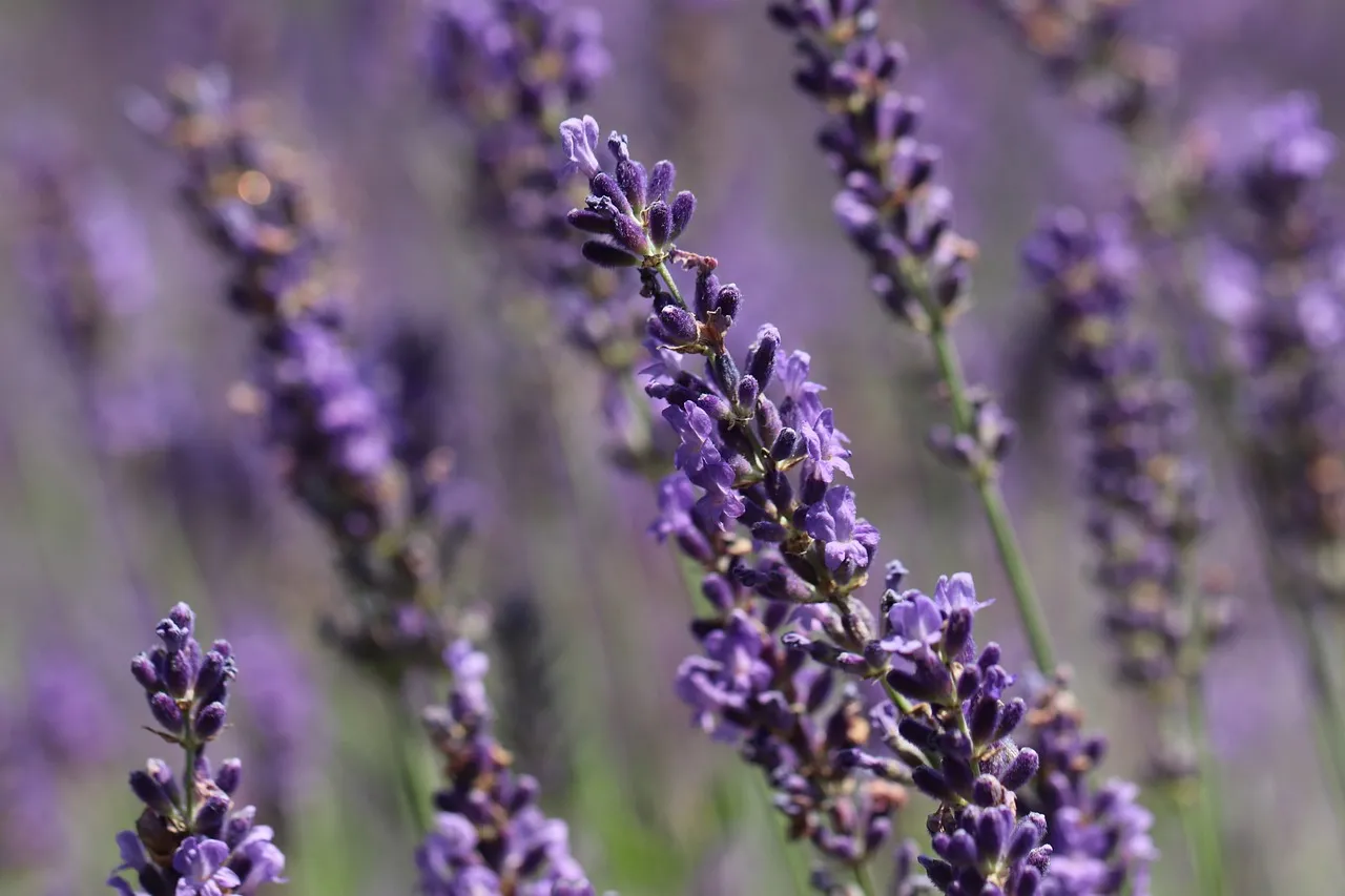 Vibrant Lavender Blooms: Aromatic Purple Hues in Nature