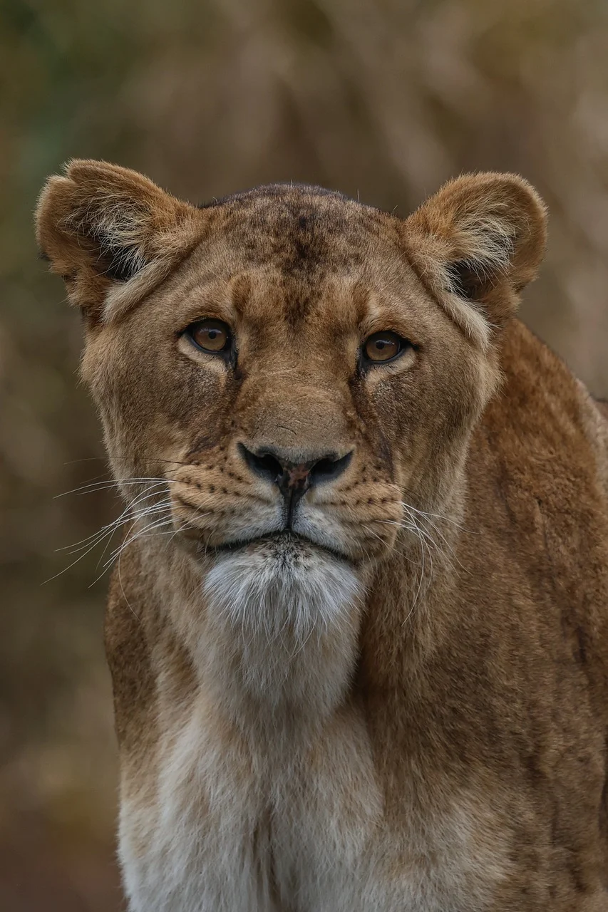 Majestic Gaze: Close-up of a Powerful Lioness