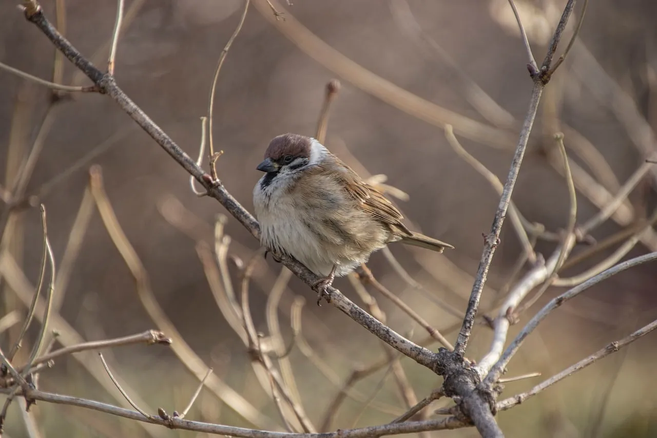 Charming Eurasian Tree Sparrow: A Winter Nature Portrait