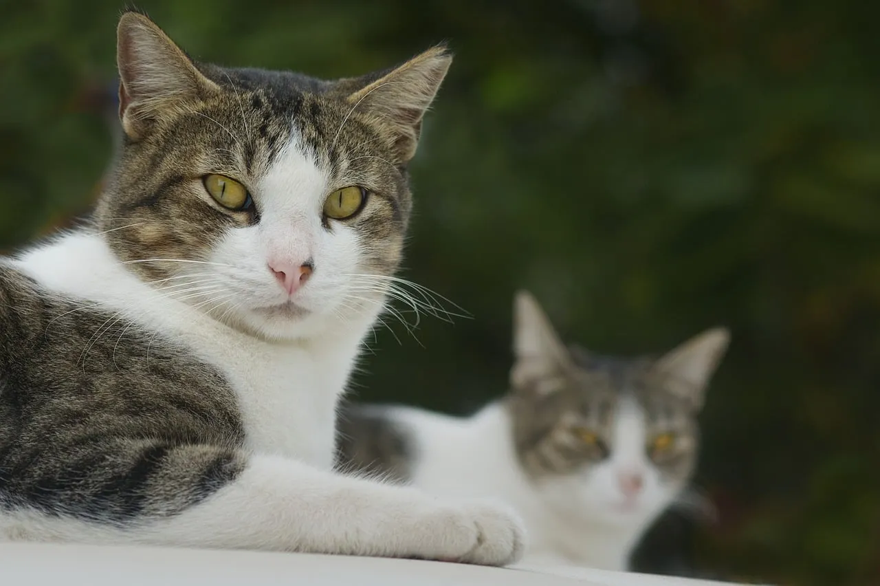 Captivating Feline Pair: Intense Gaze of Tabby and White Cats