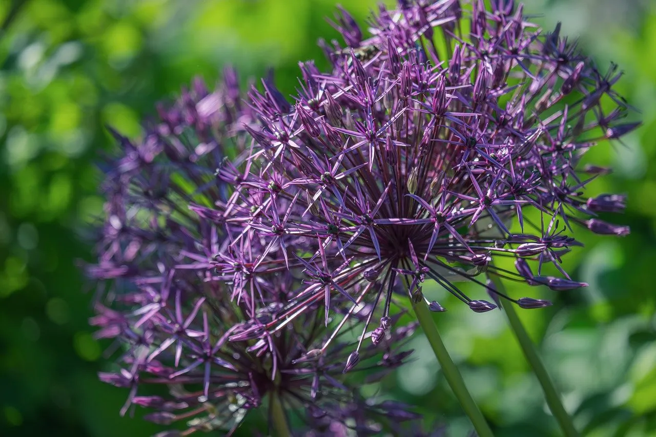 Vibrant Purple Allium Blooms: A Macro Garden Spectacle