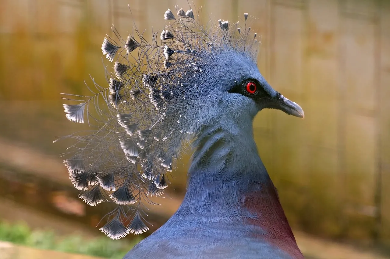 Majestic Victoria Crowned Pigeon: A Glimpse of Papua's Exotic Beauty