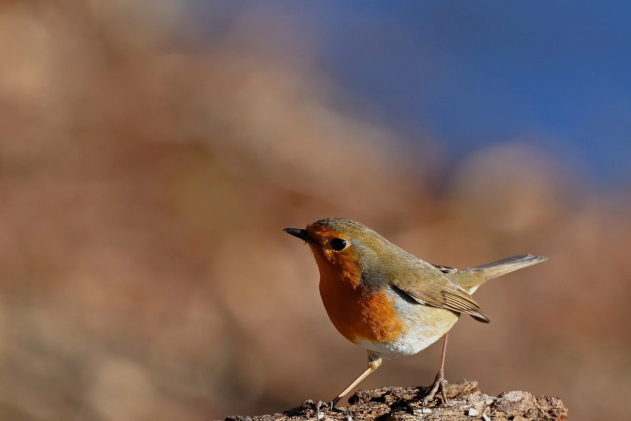 Vibrant Robin's Serene Gaze: Nature's Beauty Captured in HD