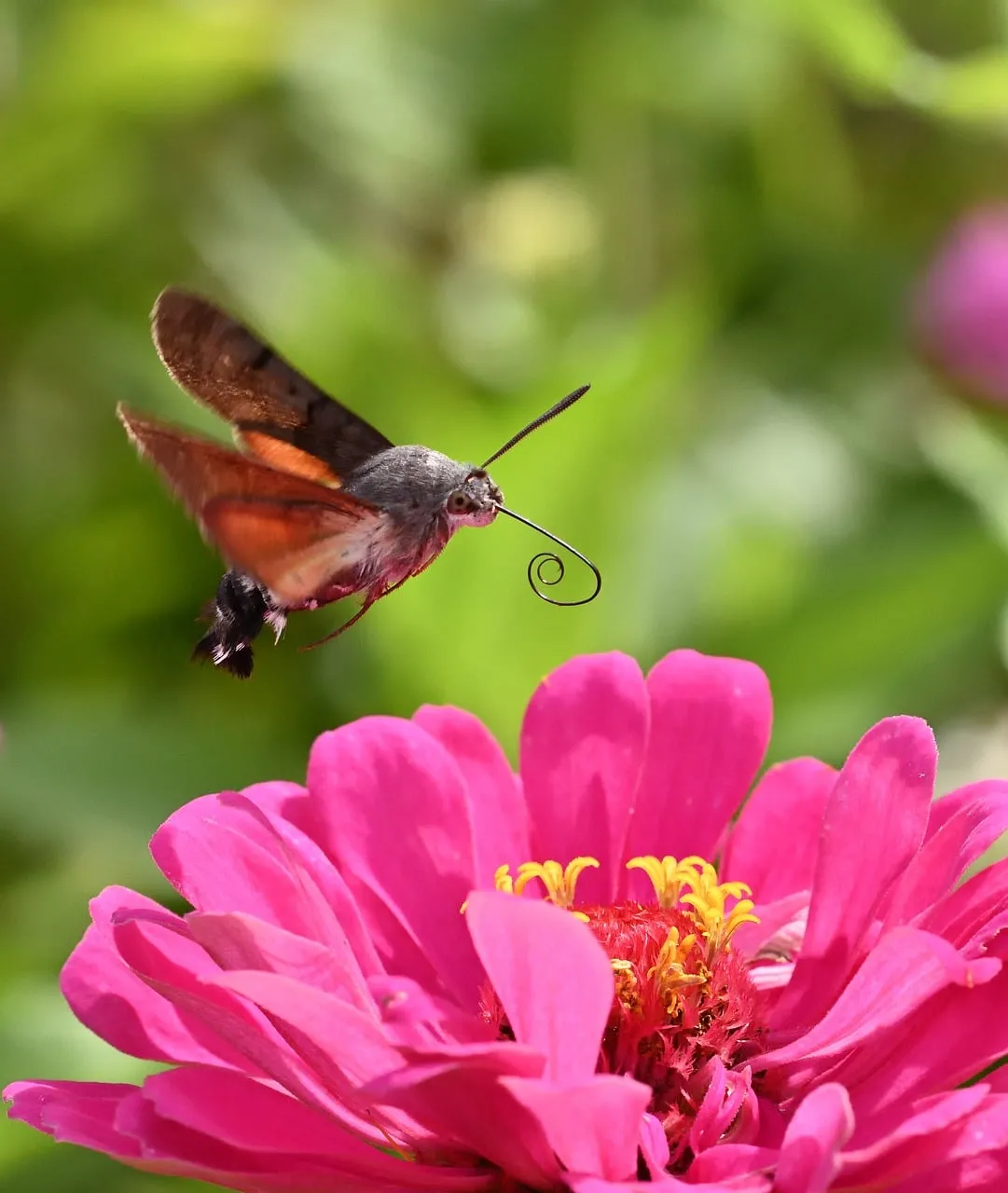 Vibrant Zinnia Nectar: Hummingbird Moth in Flight