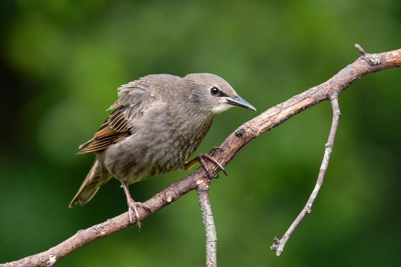 Charming Starling Perched in Lush Forest Habitat