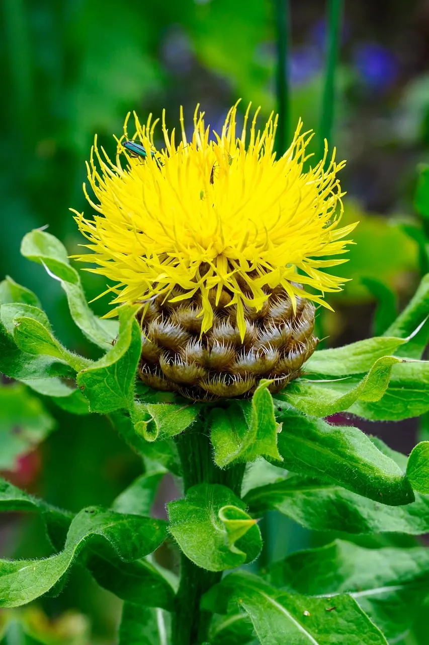 Vibrant Yellow Bloom: Macro Nature's Exquisite Detail