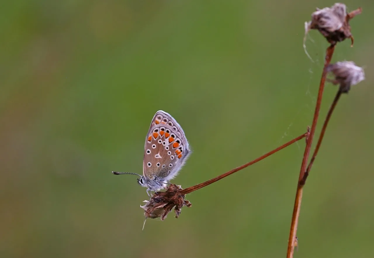 Vibrant Common Blue Butterfly Resting on Dry Flower in Summer Meadow