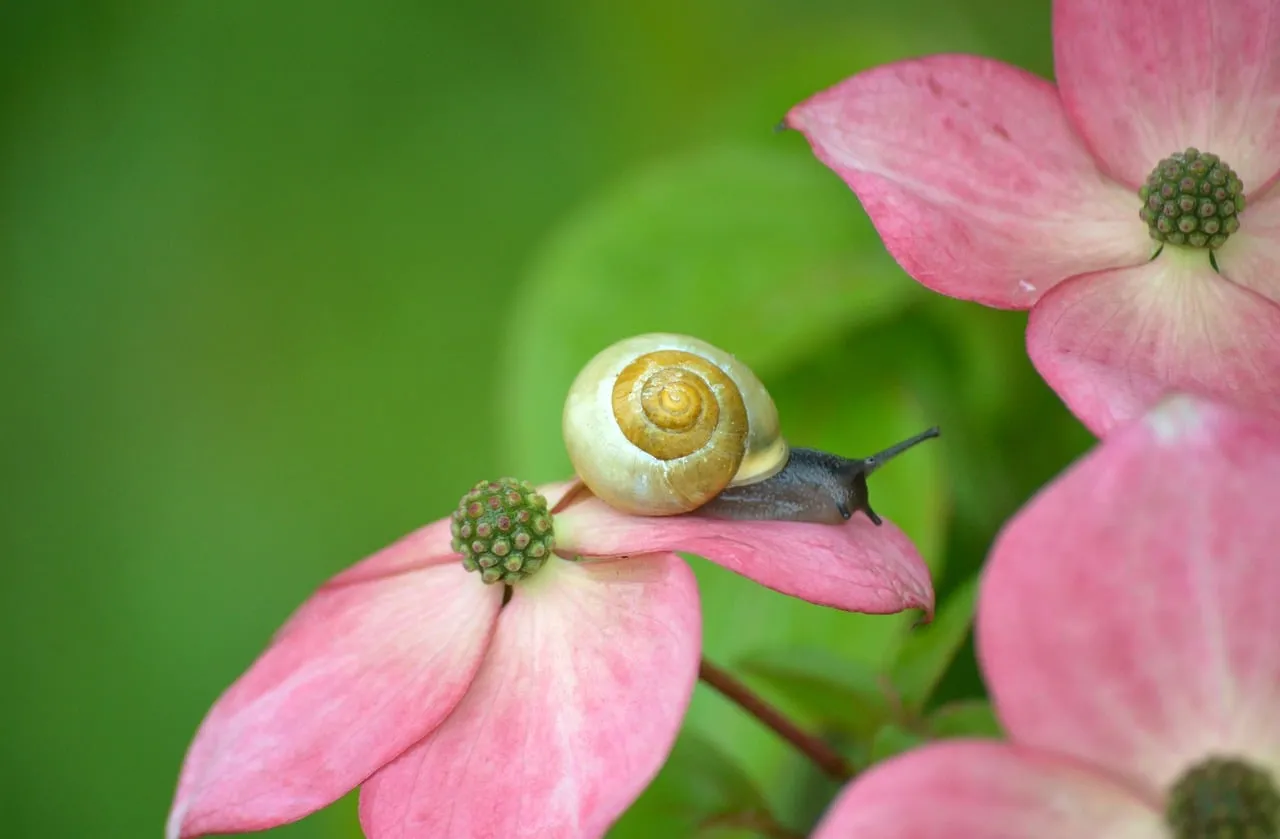 Enchanting Snail: Macro Beauty on Pink Kousa Blossoms