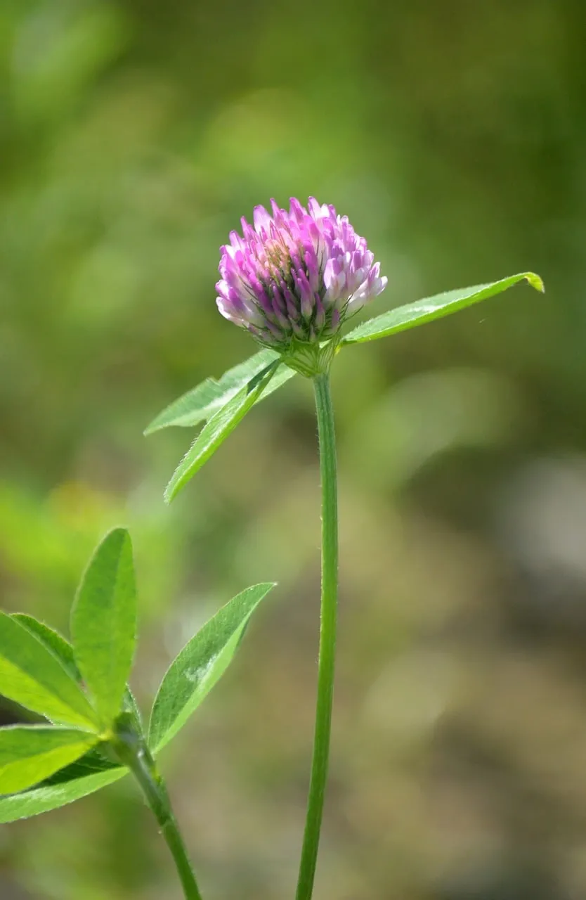 Vibrant Red Clover Bloom: A Summer Wildflower Macro