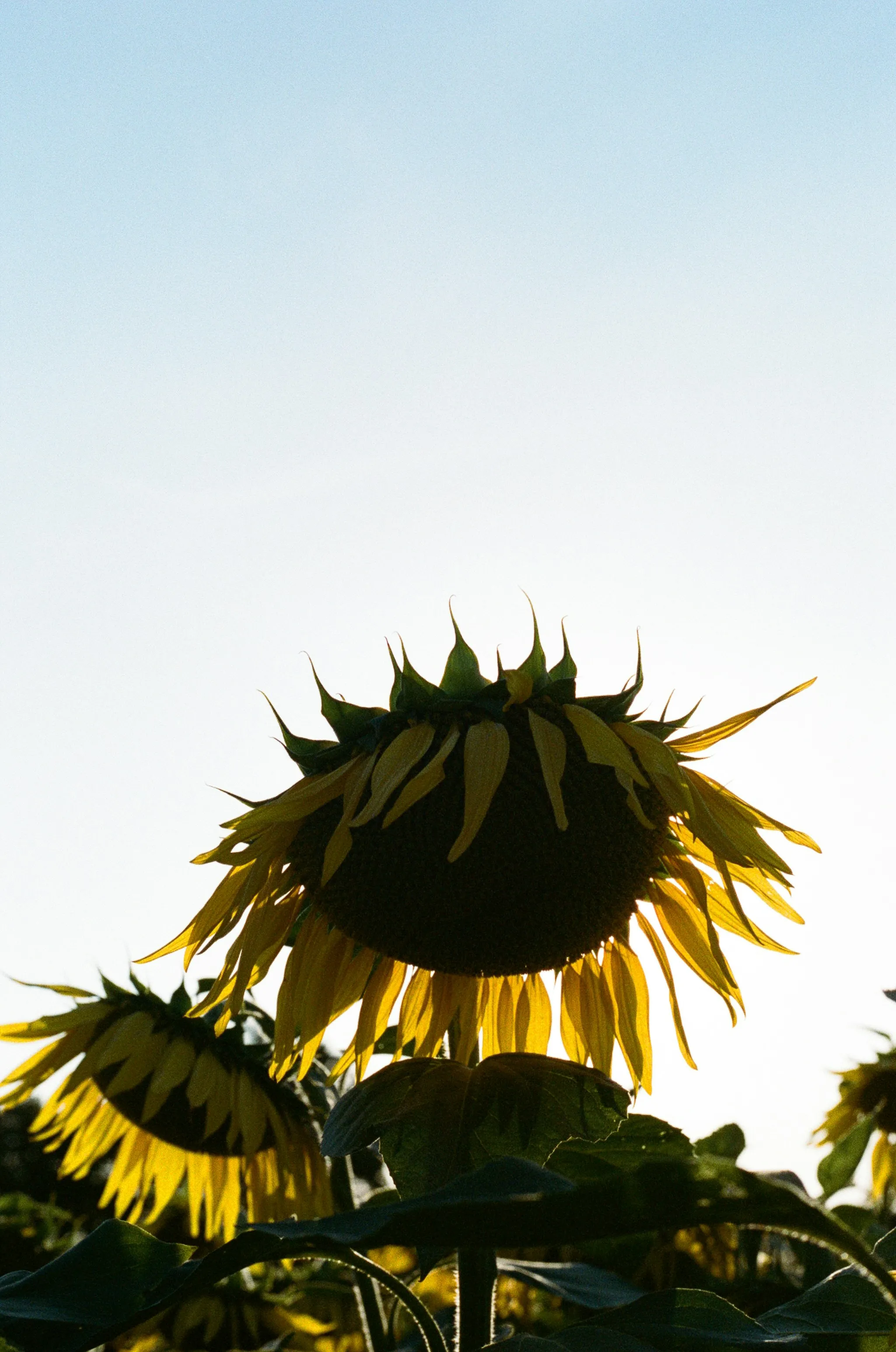 Stunning Silhouette: Sunflowers Bathed in Golden Sunlight