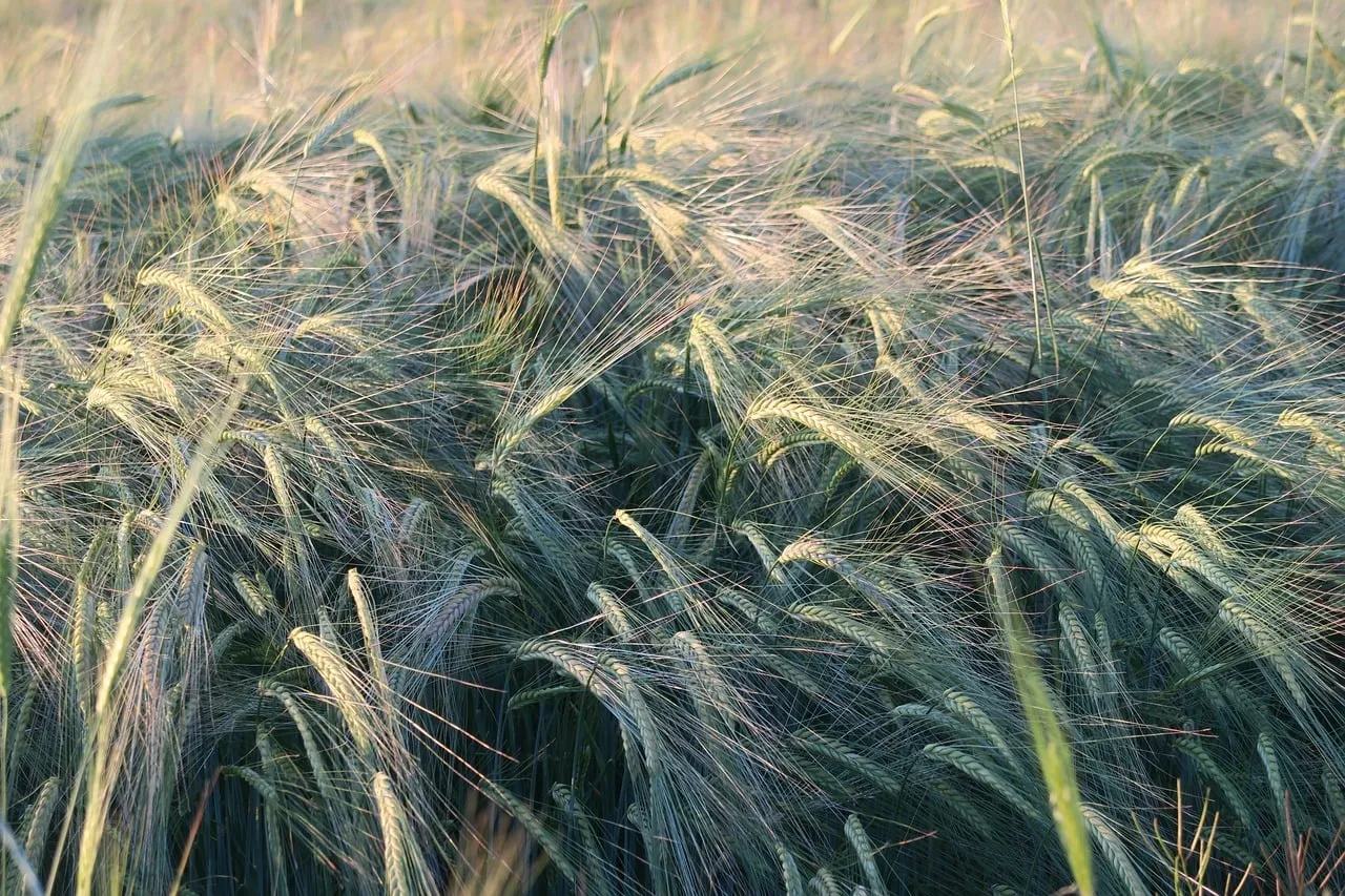 Golden Sunset Whispers: Ripe Wheat Fields Dance in the Evening Light