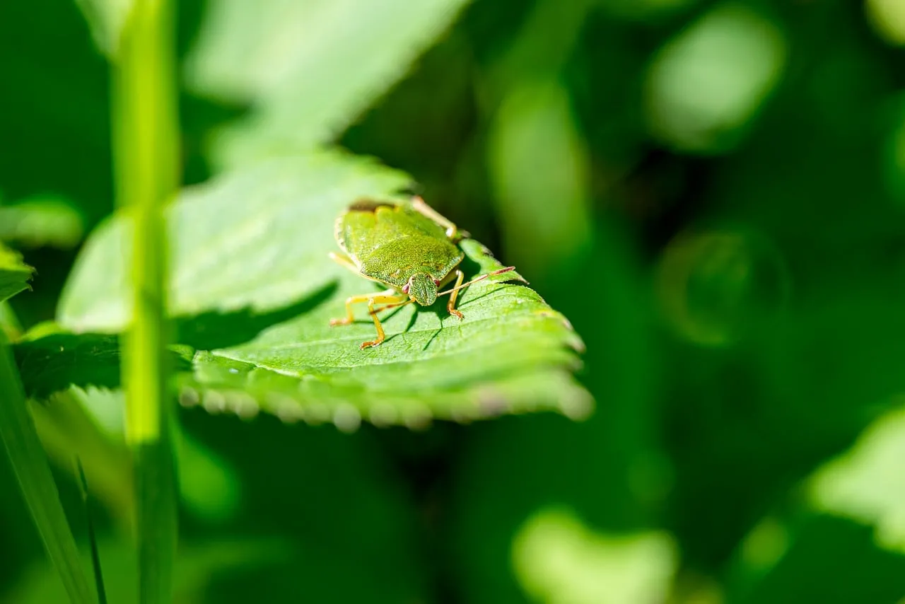 Vibrant Green Beetle: A Macro Glimpse into Nature's Intricate Details