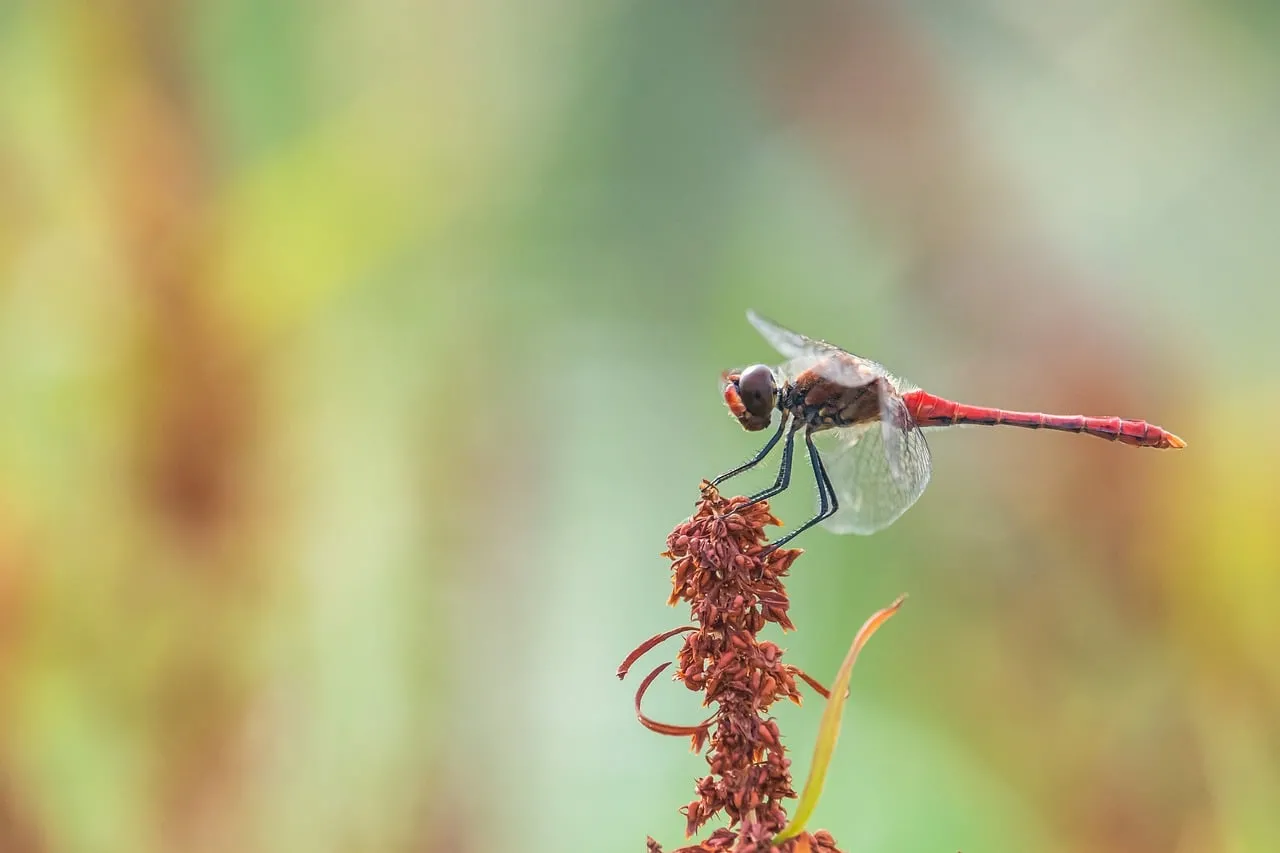 Vibrant Red Dragonfly Perched on a Meadow Plant
