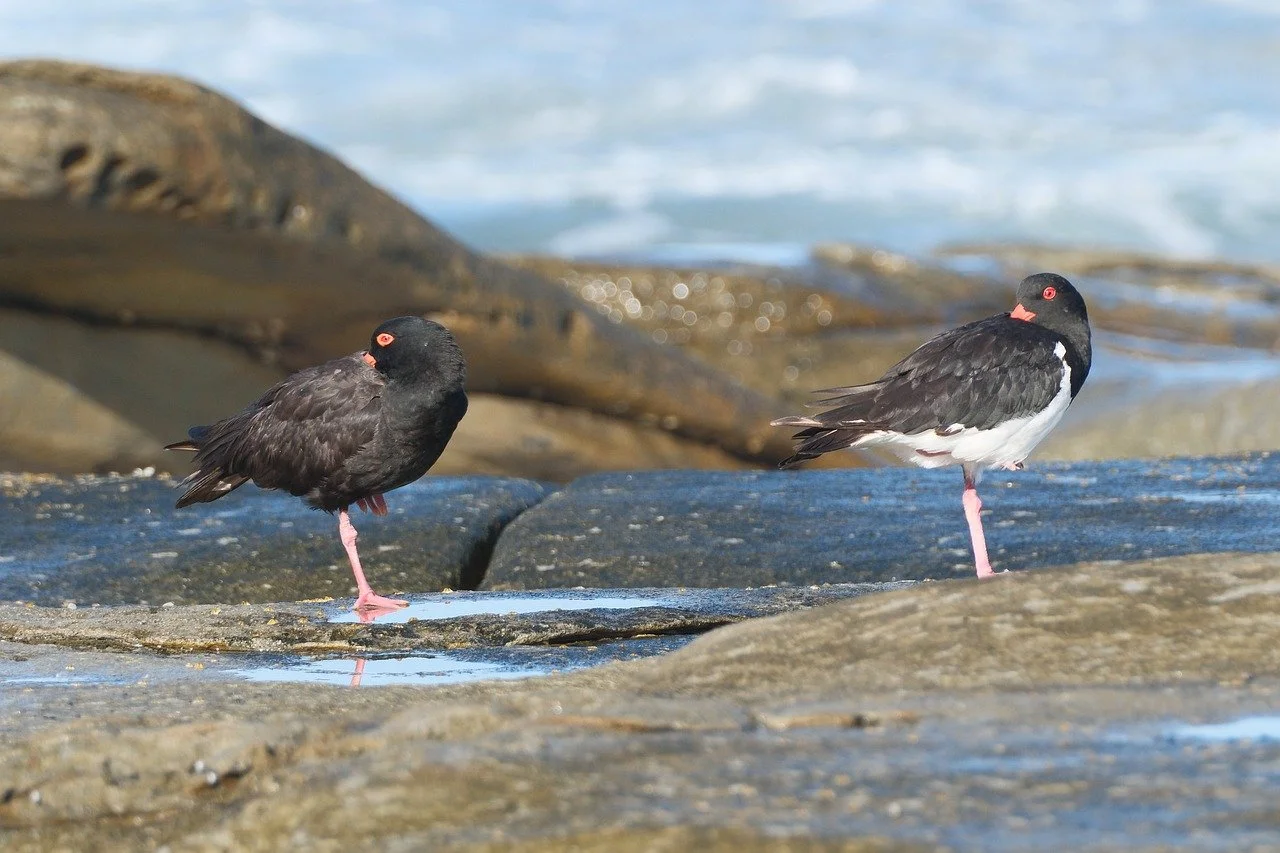 Striking Oystercatchers: Pied and Sooty Beach Duo