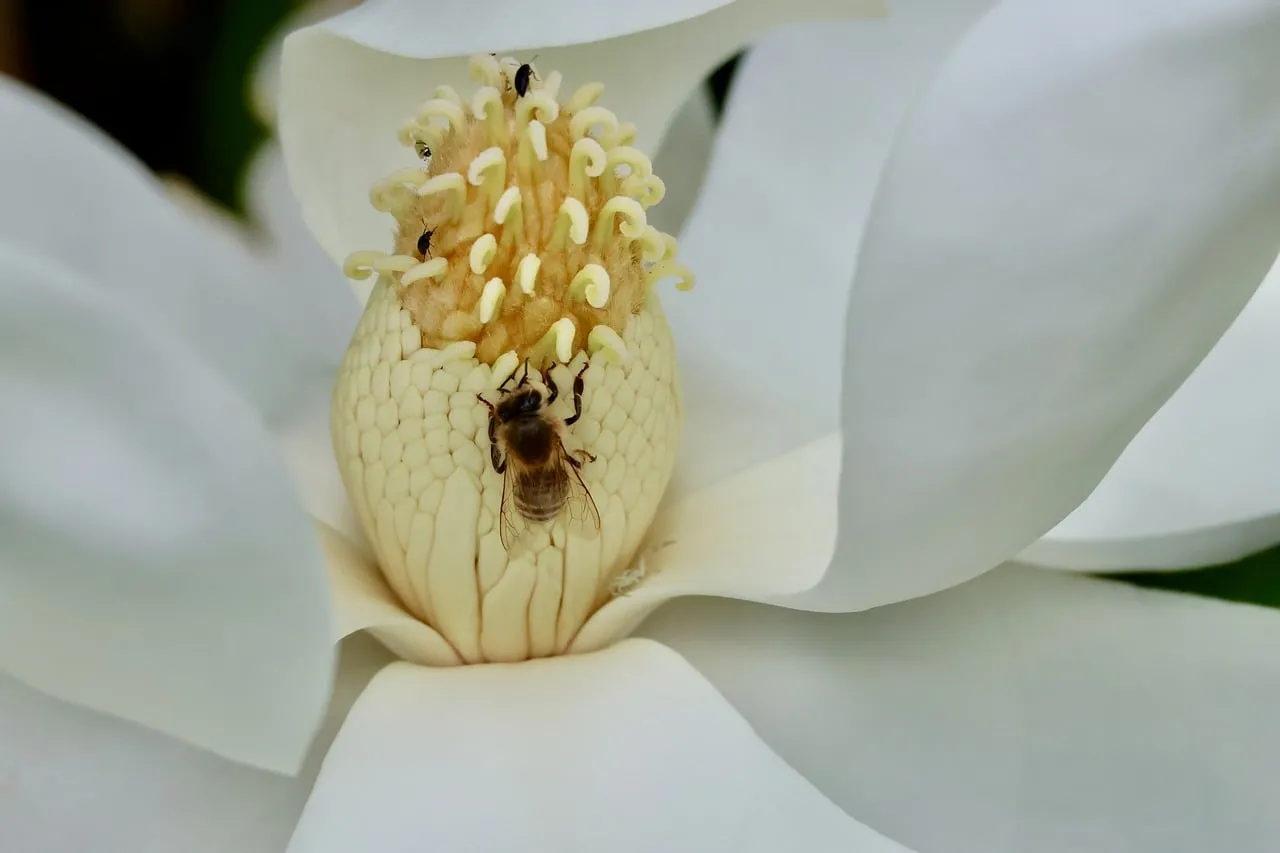 Macro Marvel: Bee Pollinating a Pristine Magnolia Blossom