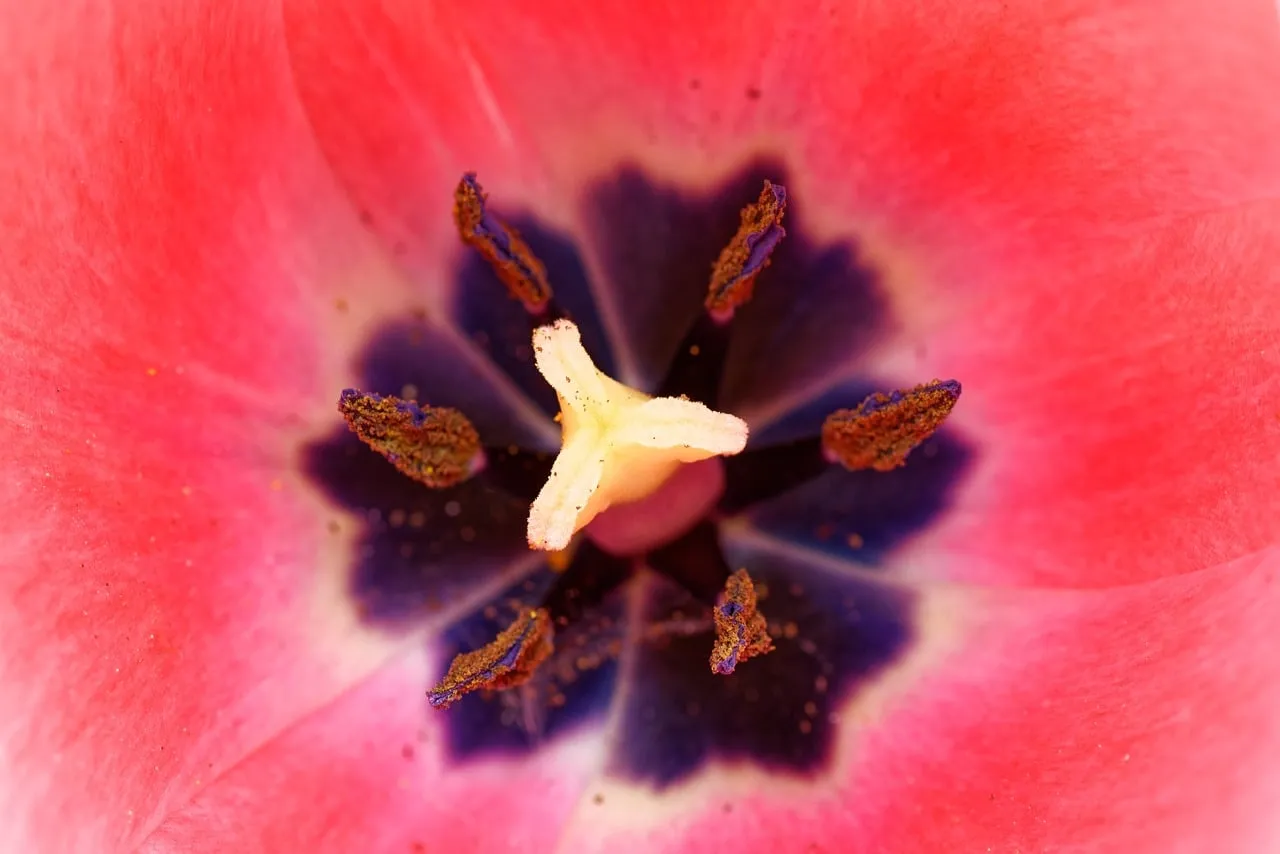 Vibrant Tulip Macro: A Stunning Close-up of Nature's Heart