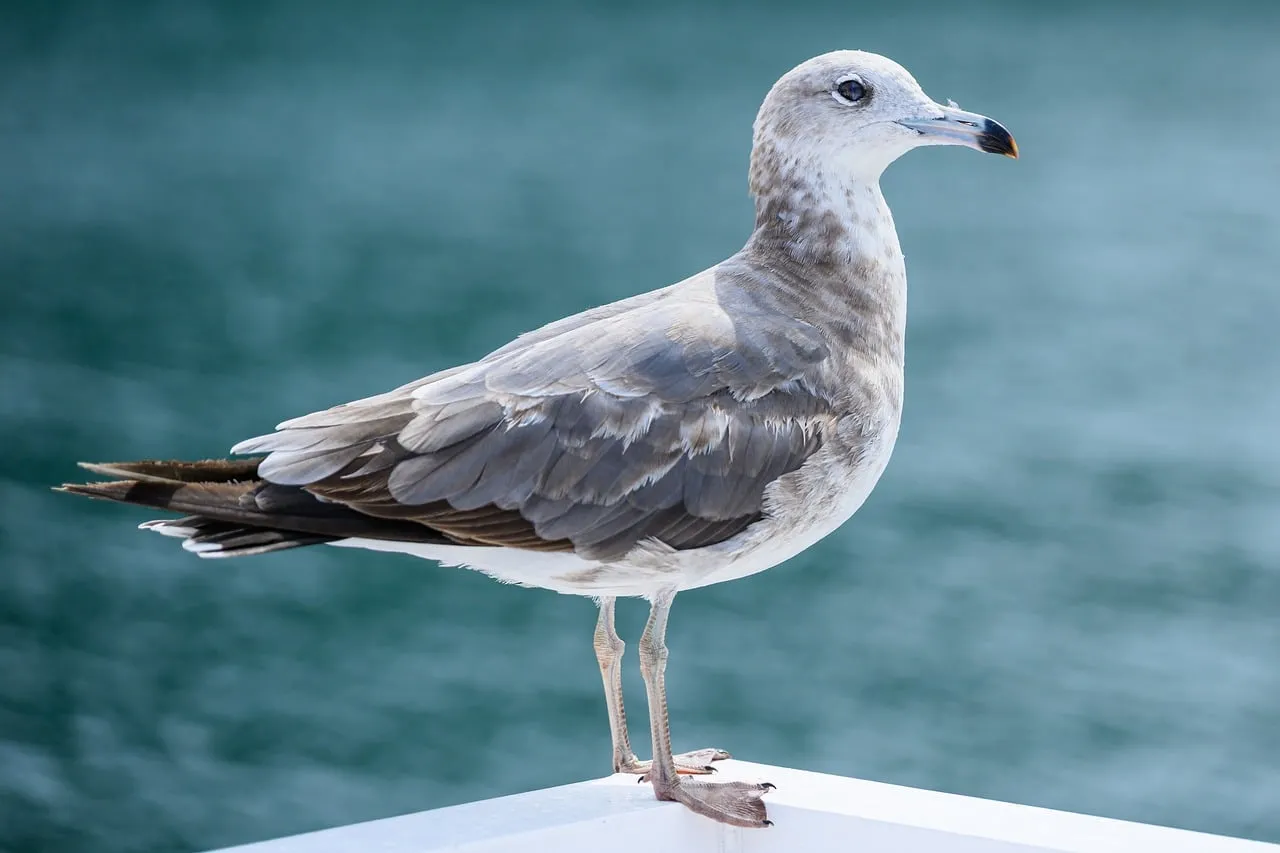 Graceful Juvenile Seagull: Mediterranean Coastal Beauty