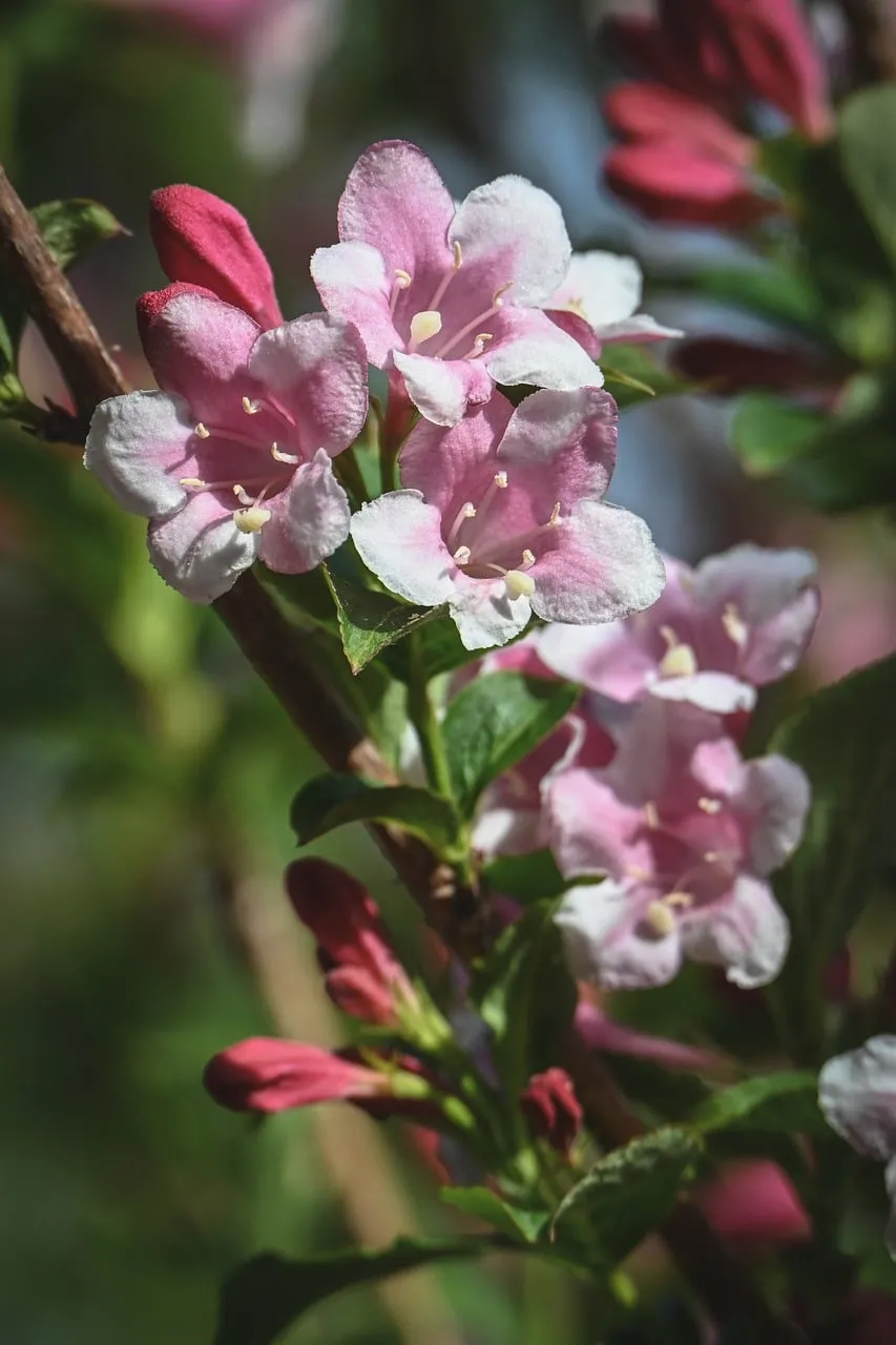 Vibrant Pink Blossoms: A Springtime Macro Delight