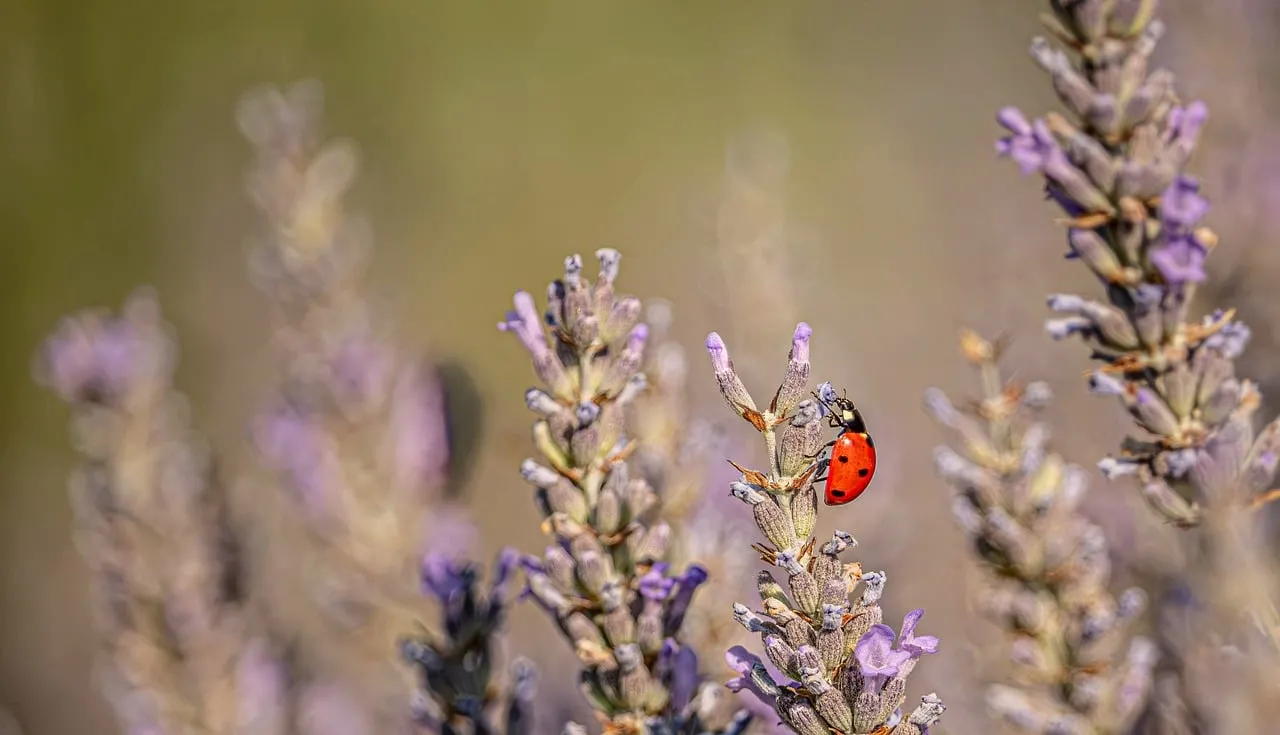 Vibrant Ladybug on Lavender: A Macro Spring Delight