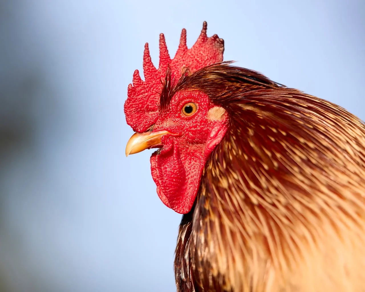 Majestic Leghorn Rooster: Vibrant Farm Bird Close-up