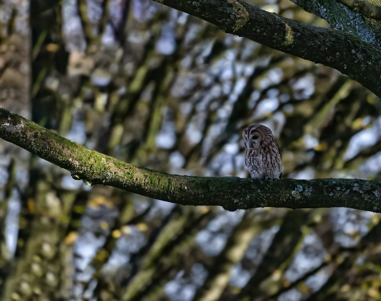 Stealthy Tawny Owl Blends Seamlessly on Branch