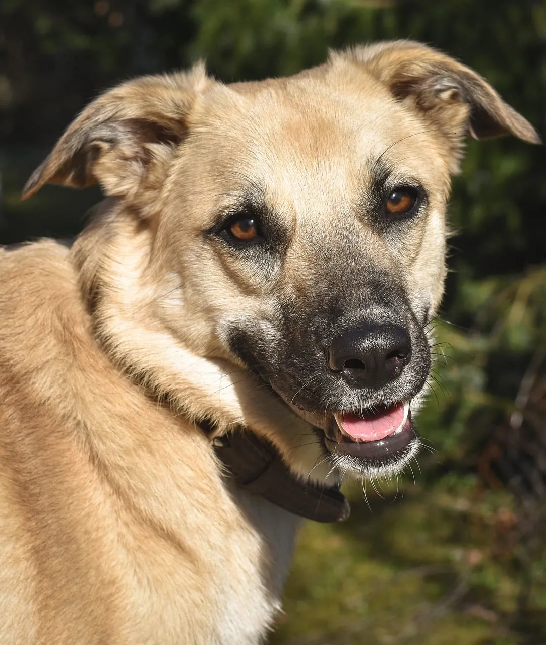 Charming Brown Dog Portrait: Happy & Loyal Companion