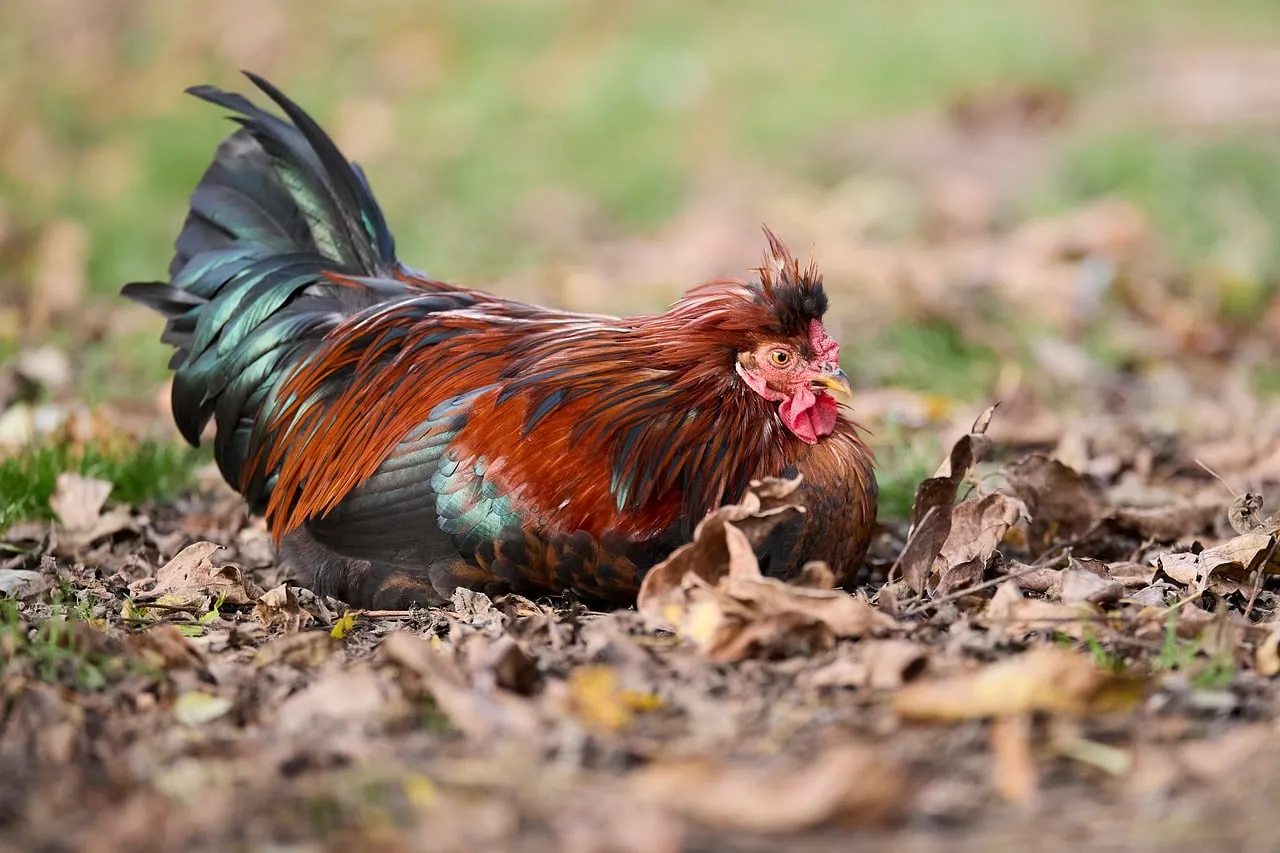 Vibrant Rooster Rests in Golden Autumn Leaves