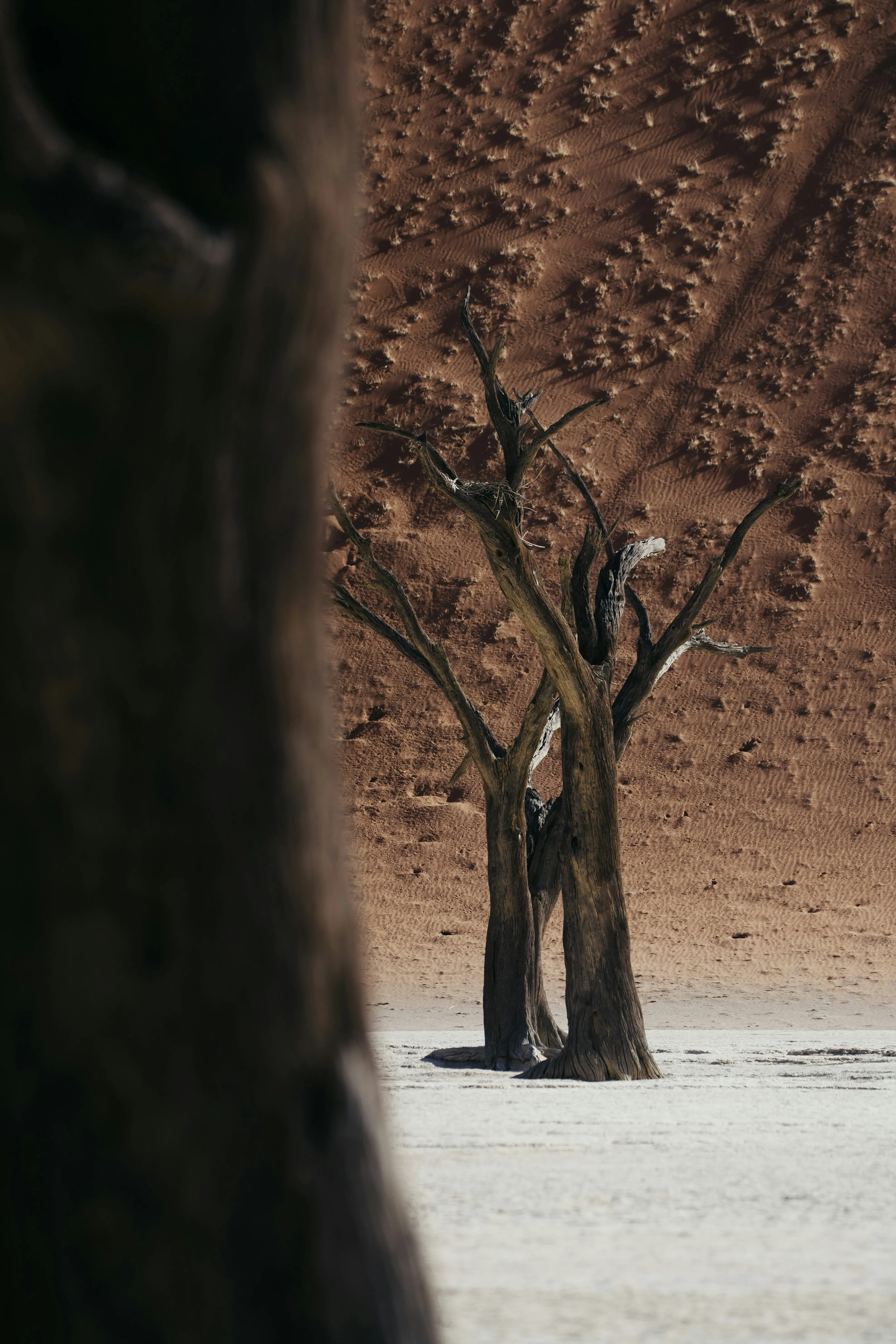 Dramatic Dead Trees: Barren Desert Landscape Beauty