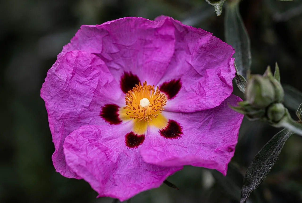 Vibrant Pink Cistus Blossom: A Macro Delight