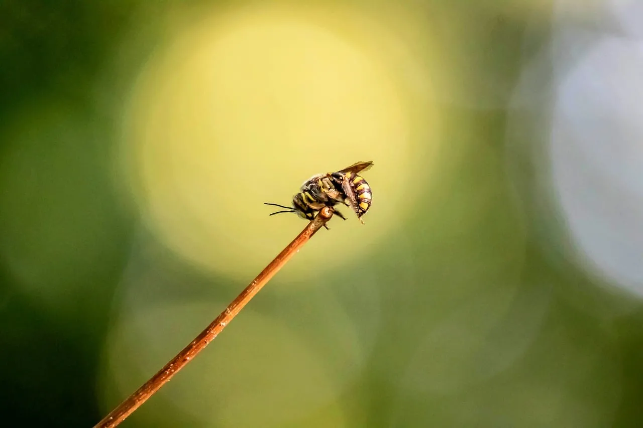 Enchanting Nature: Sleepy Bee on a Twig
