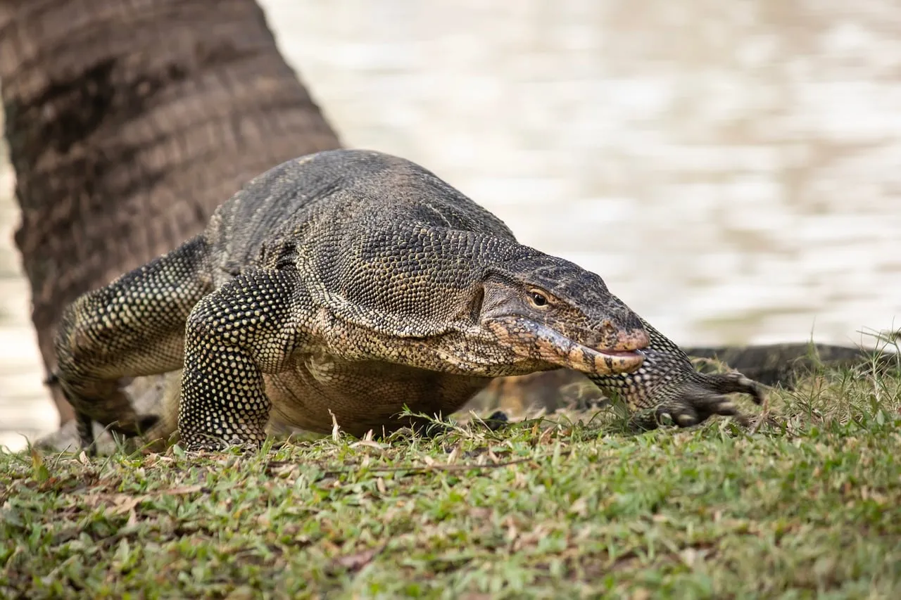 Majestic Monitor Lizard Stalking in Lumpini Park