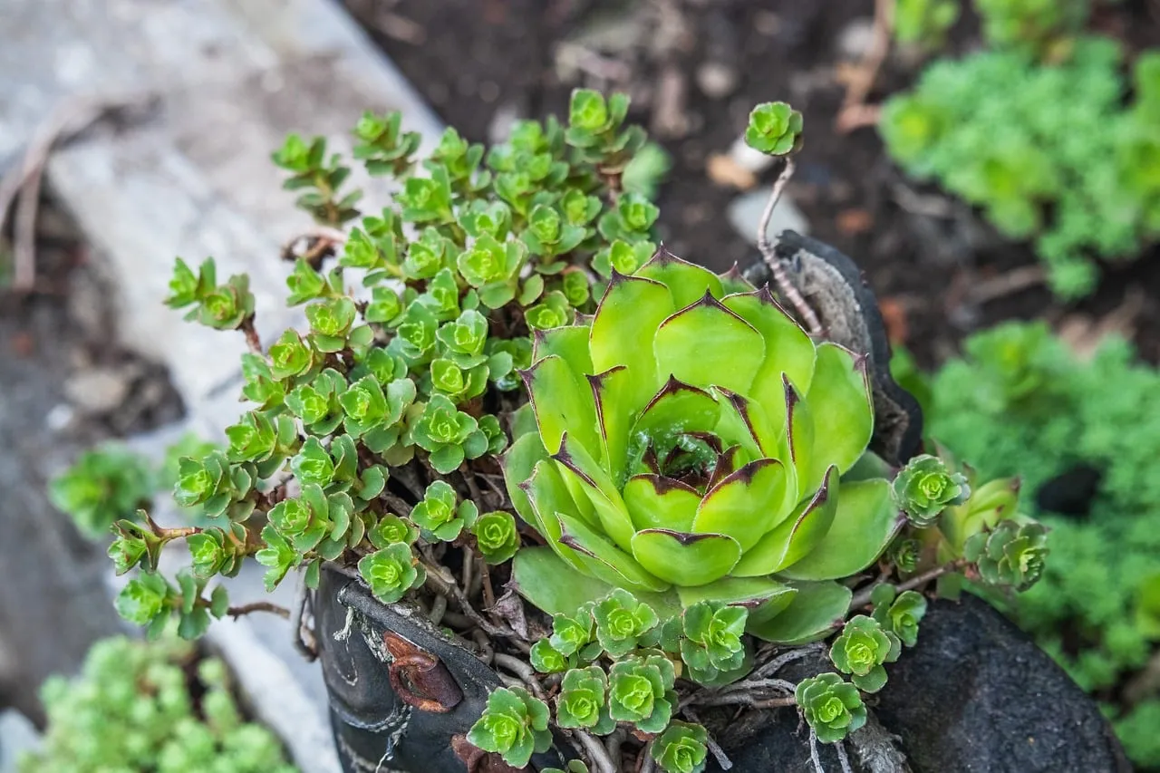 Vibrant Green Succulents: Nature's Resilient Beauty