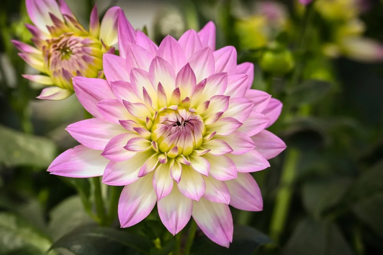 Stunning Pink Dahlia: A Macro Summer Bloom