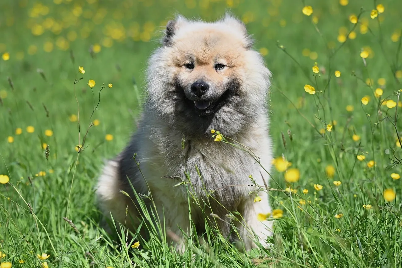 Charming Eurasier Olaf in a Blooming Meadow