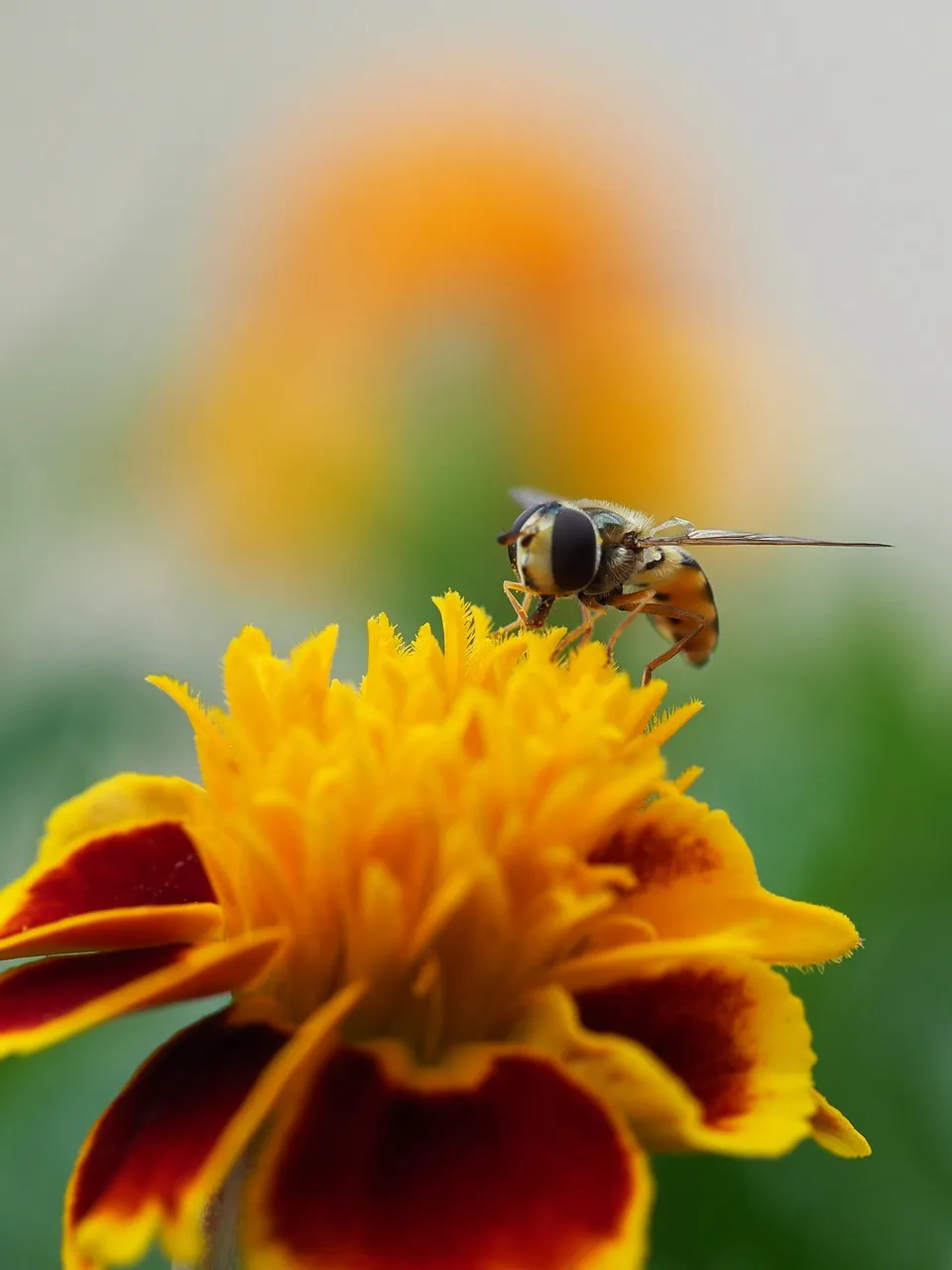 Vibrant Bloom: Hoverfly on Marigold Macro