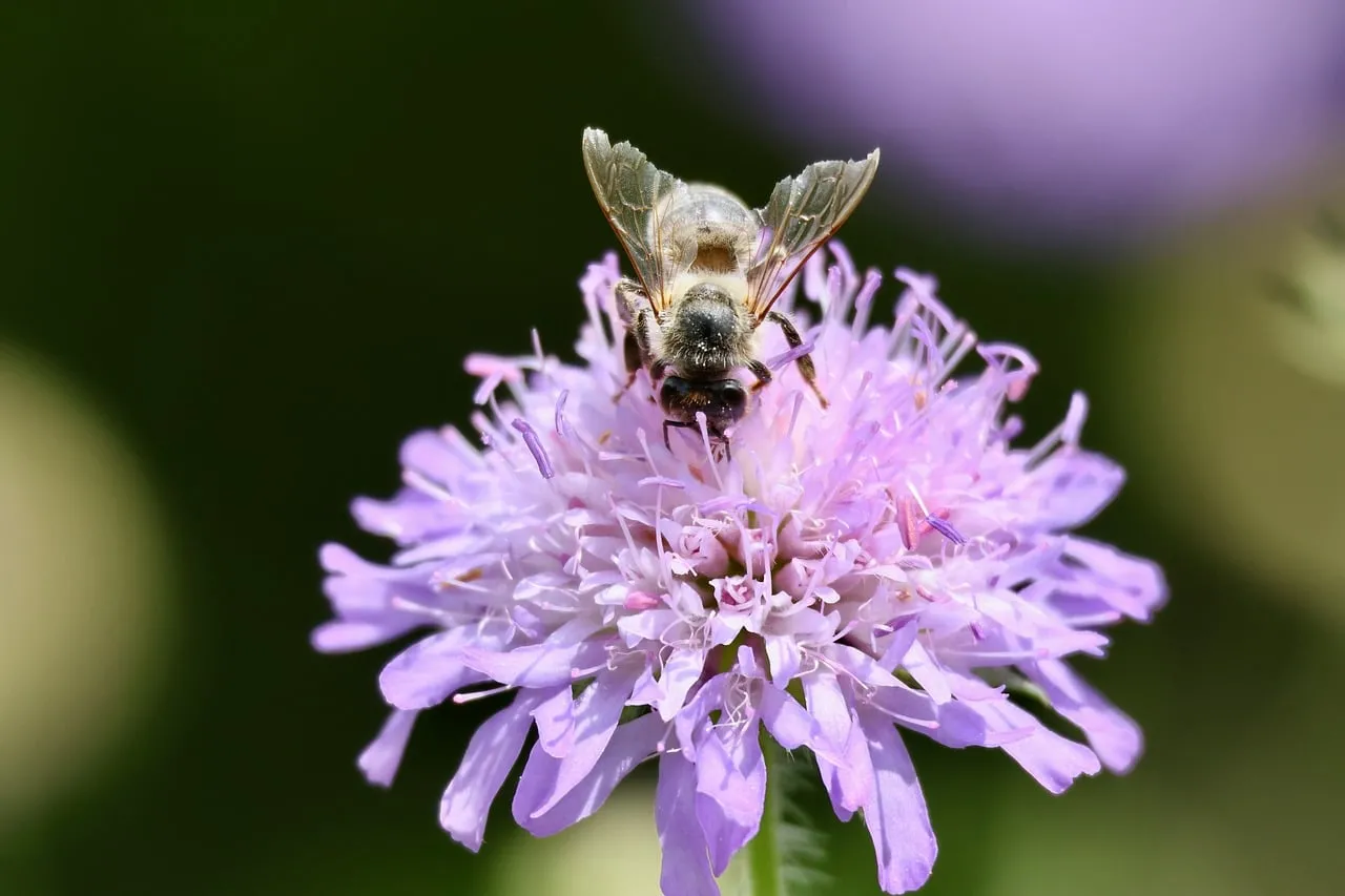 Vibrant Macro: Honeybee Pollinating Purple Scabiosa Flower