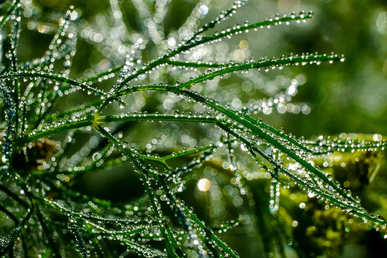 Sparkling Dewdrops on Lush Green Grass at Sunrise
