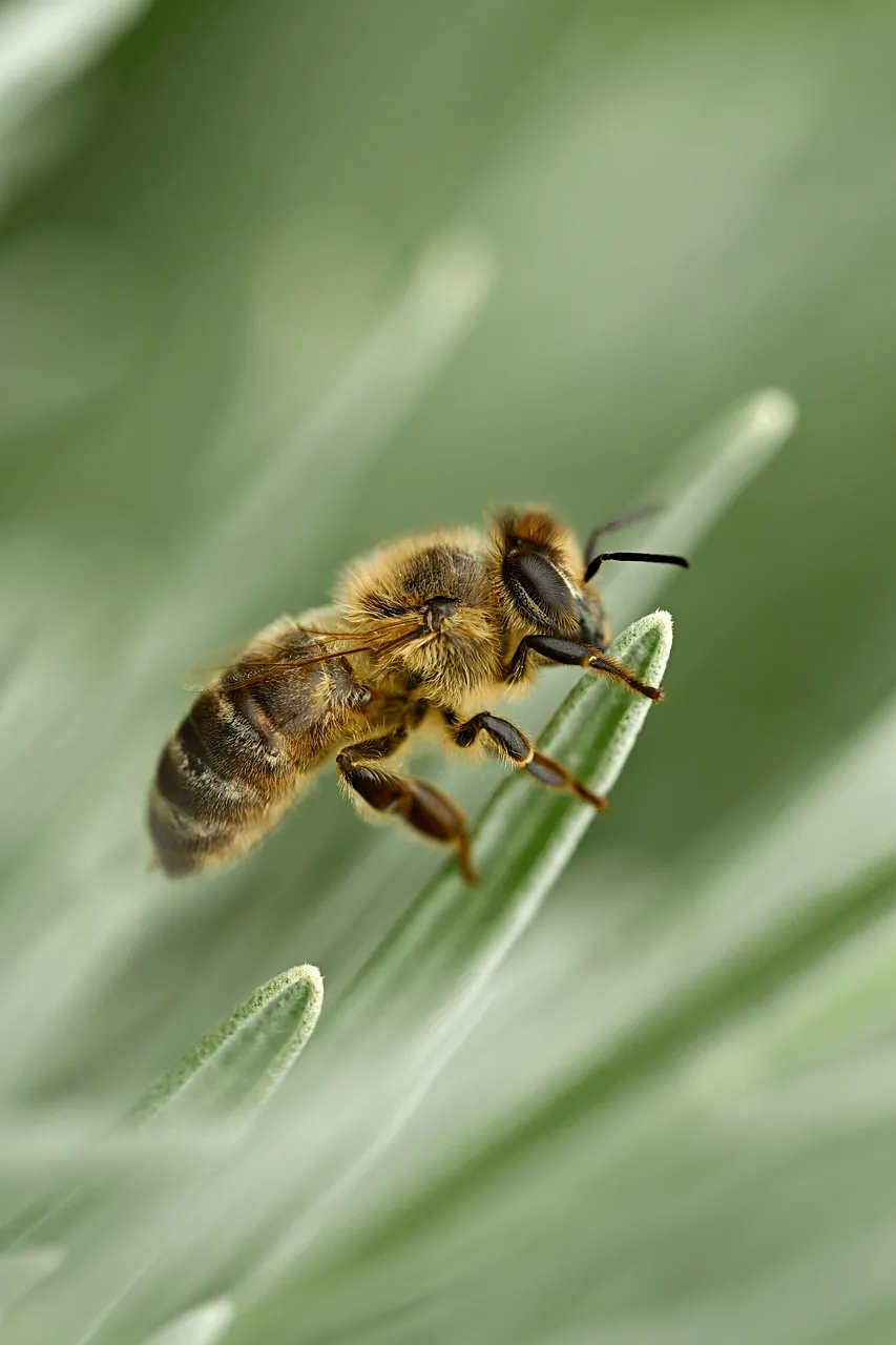 Macro Marvel: Bee Resting on Lavender in Vivid Detail