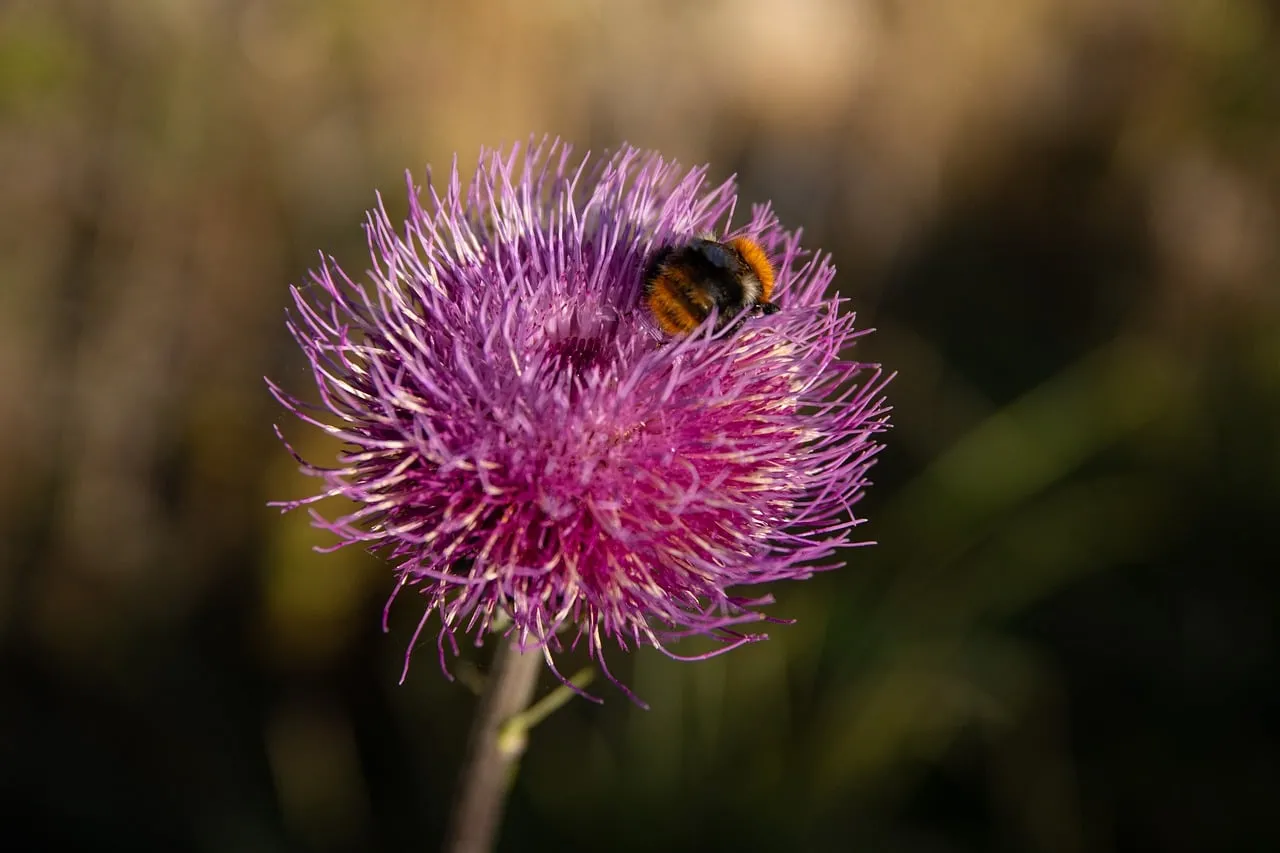 Vibrant Thistle Bloom: Bumblebee's Nectar Oasis