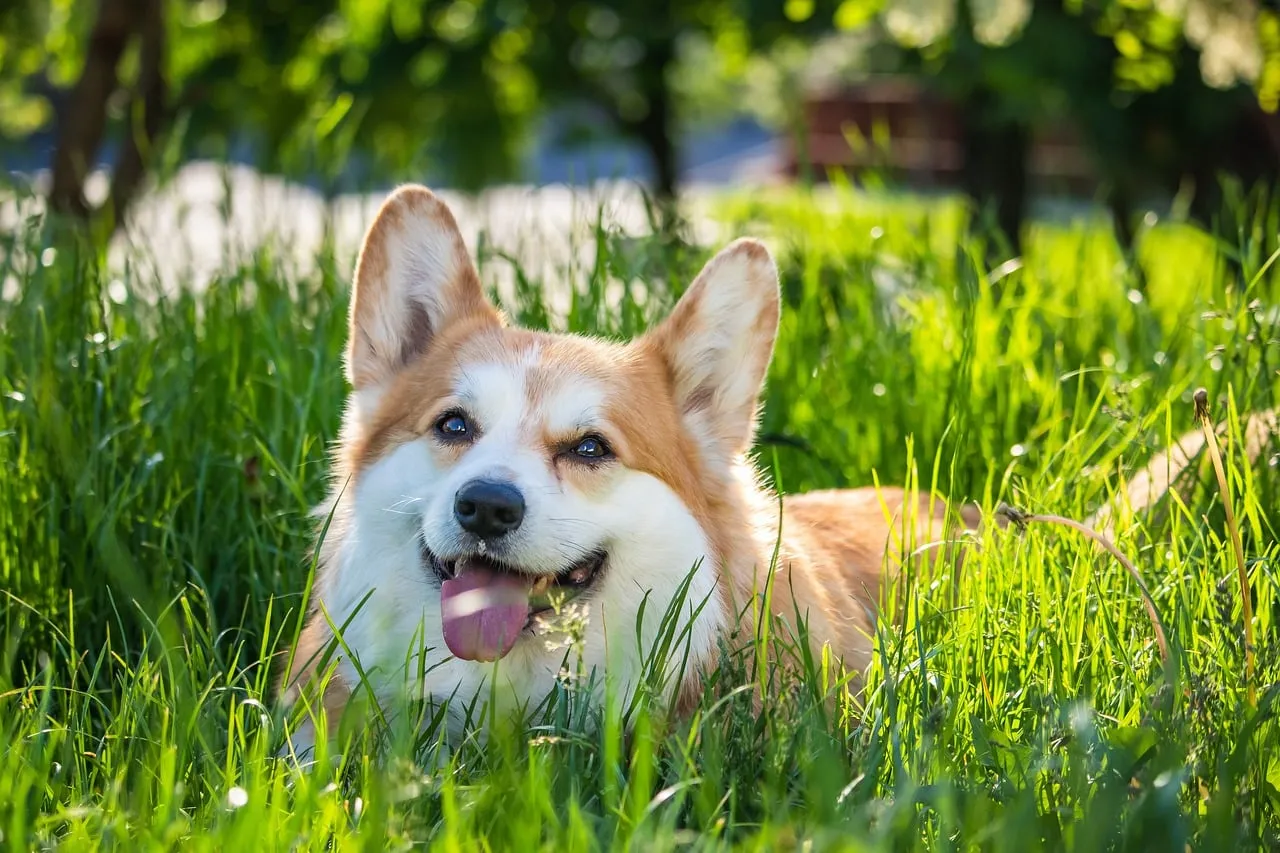 Charming Corgi's Summer Serenity in Lush Green Grass