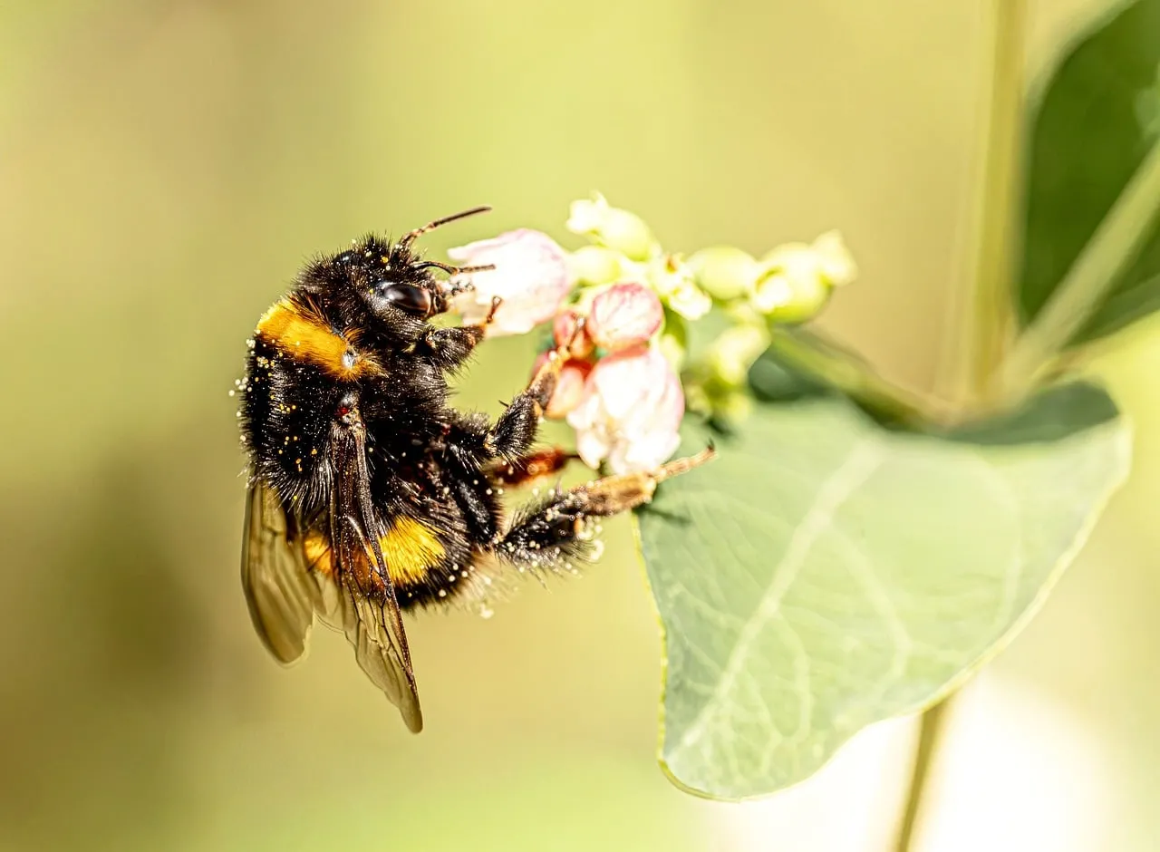 Macro Marvel: Bumblebee Collecting Pollen from a Spring Bloom