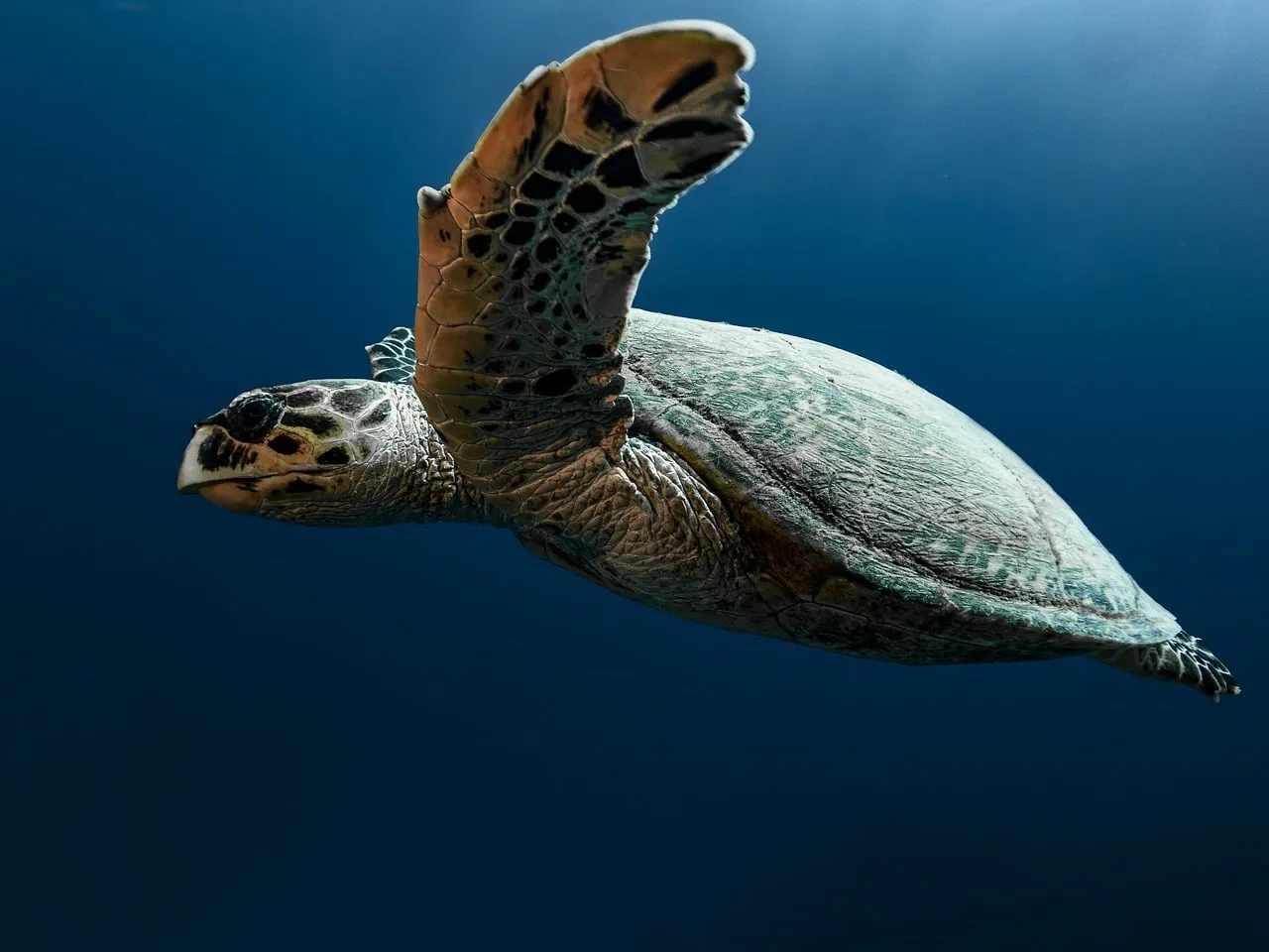 Majestic Hawksbill Turtle Gliding Through Deep Ocean