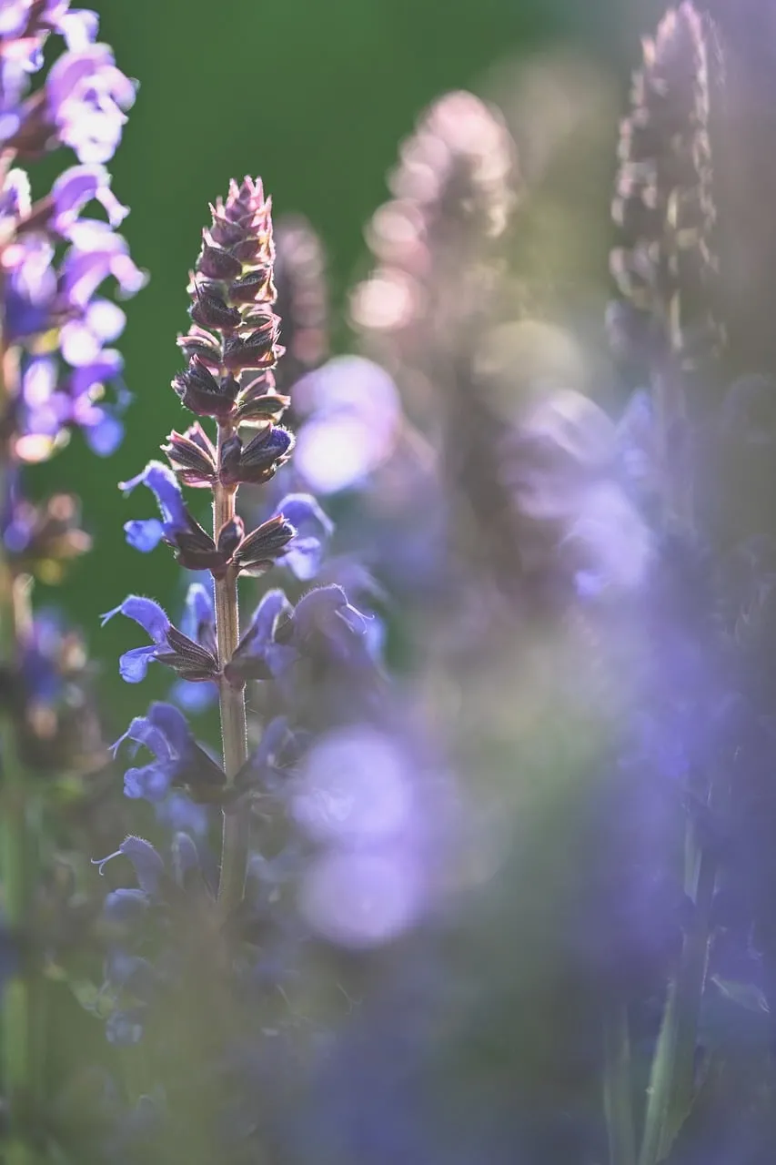 Enchanting Lavender: Soft Light & Nature's Serene Hues