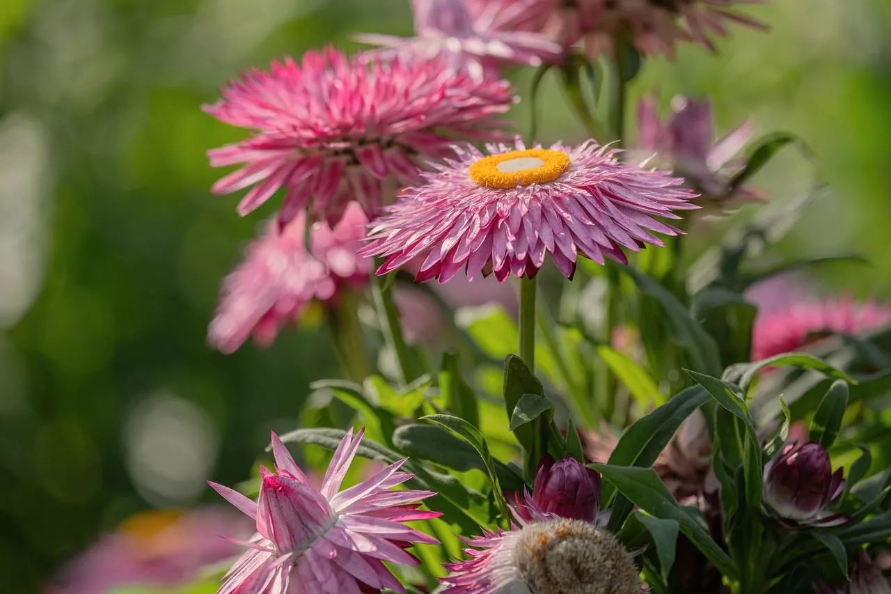 Vibrant Pink Strawflowers Blooming in Summer Sun