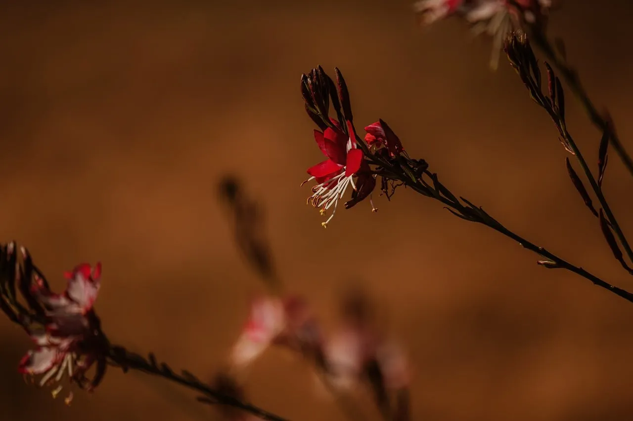 Vibrant Gaura: Macro Beauty in Nature's Embrace