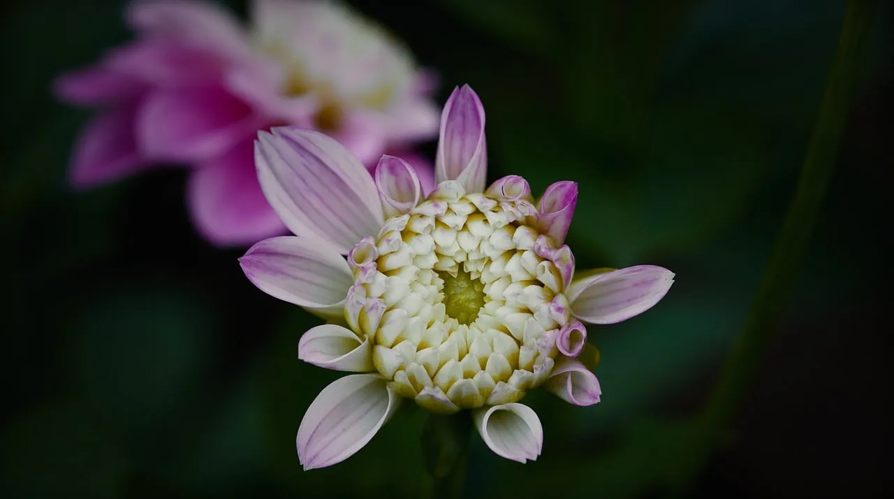 Stunning Dahlia Unfurling: Nature's Delicate Beauty in Bloom