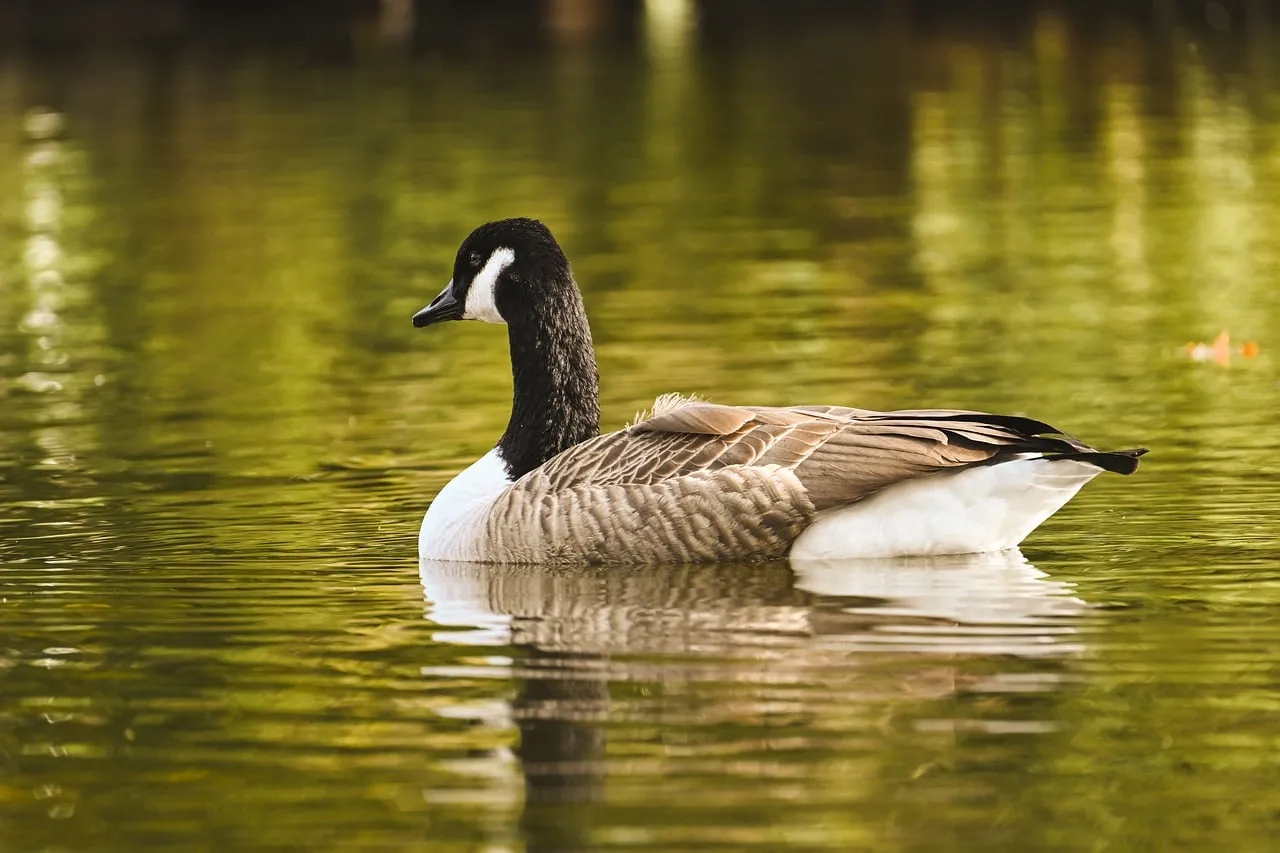 Serene Canadian Goose Gliding on Reflective Lake Water