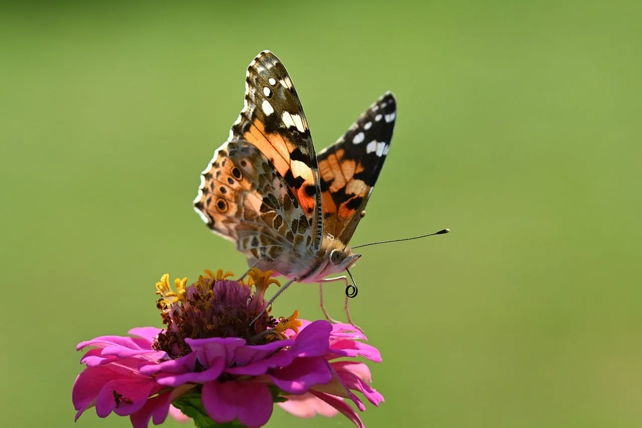 Vibrant Painted Lady Butterfly on Zinnia Bloom
