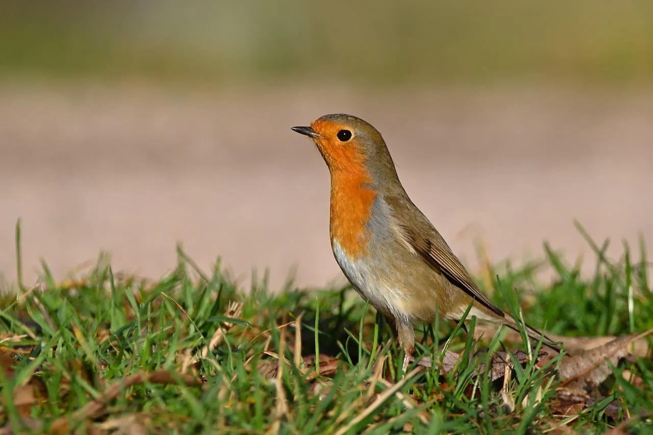 Vibrant Robin Amidst Green Grass: A Springtime Delight